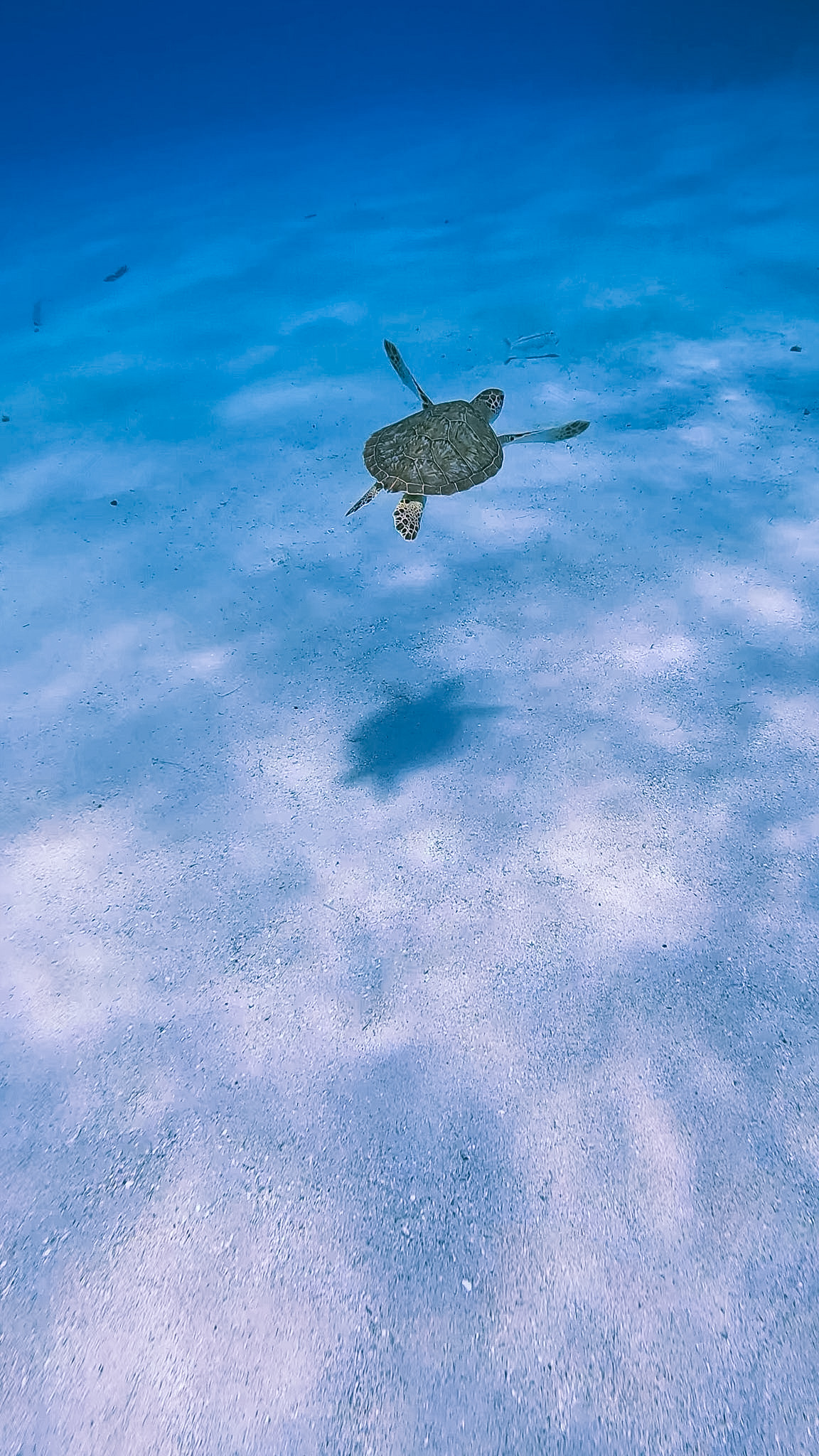 Freedive Colombia camp